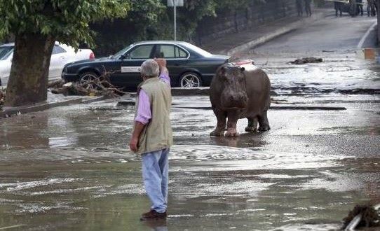 Ελέφαντες και λιοντάρια στο κέντρο της πόλης   Τιφλίδα