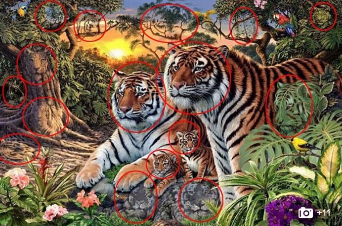 16 tigers