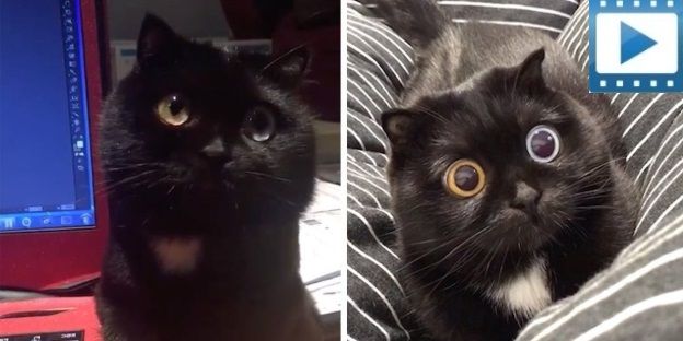 Η γάτα με τα διαφορετικά μάτια που σε υπνωτίζει (Video)